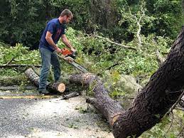 How Our Tree Care Process Works  in  Cabot, AR