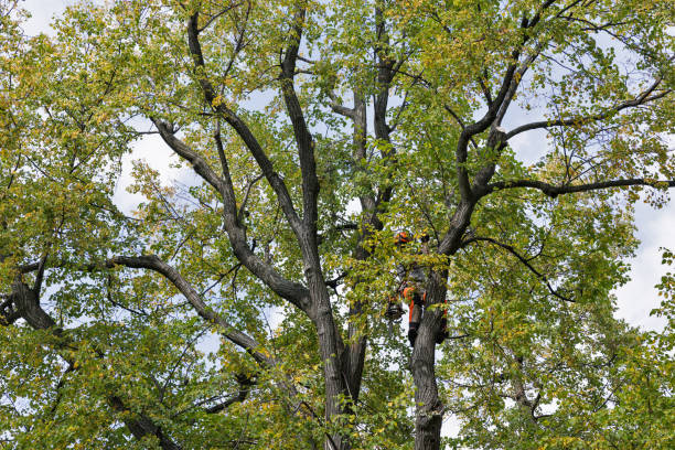 Professional Tree Care in Cabot, AR